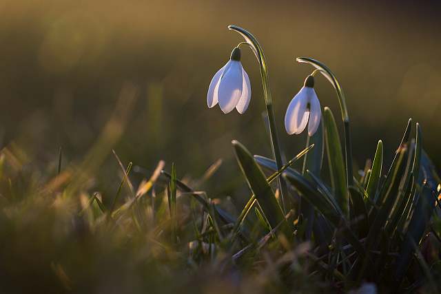 Schneeglöckchen in der Abendsonne