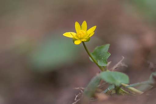 Gelbe Frische im Wald