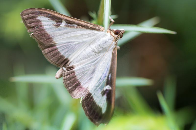 Buchsbaumz&uuml;nsler